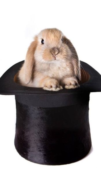 bunny in hat